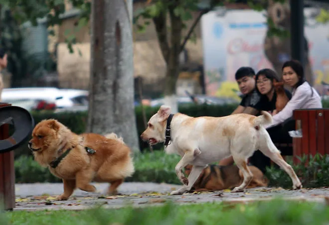 Không đeo rọ mõm cho chó khi đưa ra nơi công cộng;